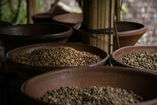 Discovering Honey Processed Coffees: A Sweet Journey in Coffee Craft